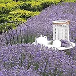 Holiday park Gardena Rustic - De Lemn Costinesti