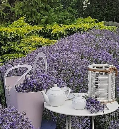 Parc de vacanță Gardena Rustic - De Lemn Costineşti