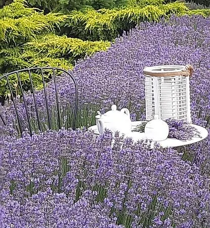 Holiday park Gardena Rustic - De Lemn Costinesti